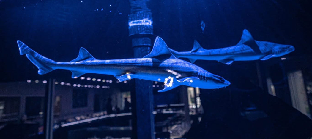 Two sharks illuminated by blue light in an aquarium setting