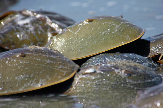 Horseshoe Crabs: Ancient Survivors of the Sea