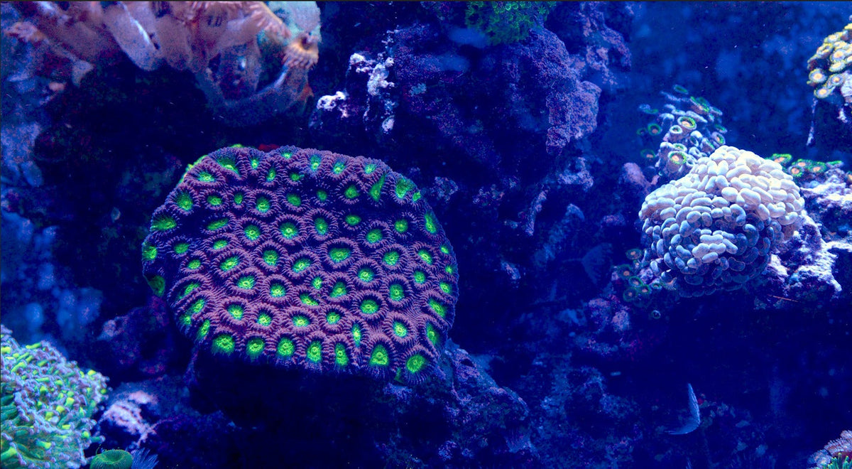 Creatures You Can See at the Boca Aquarium and in the Wild