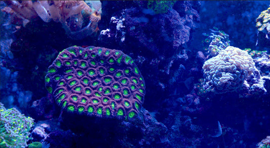 Creatures You Can See at the Boca Aquarium and in the Wild