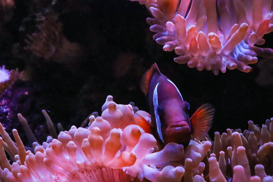 What Happens When Coral Reefs Die?