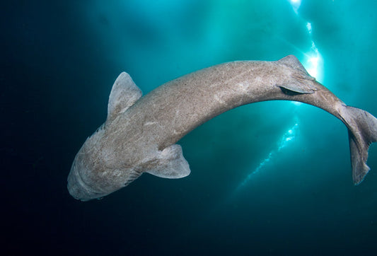 Greenland Sharks: The Oldest Vertebrates