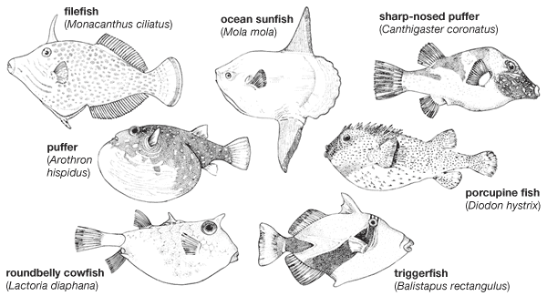 Our Hungry Heroes: File Fish