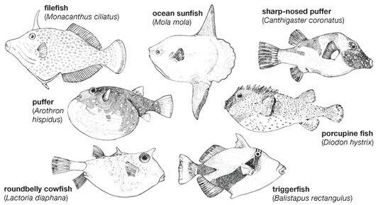 Our Hungry Heroes: File Fish