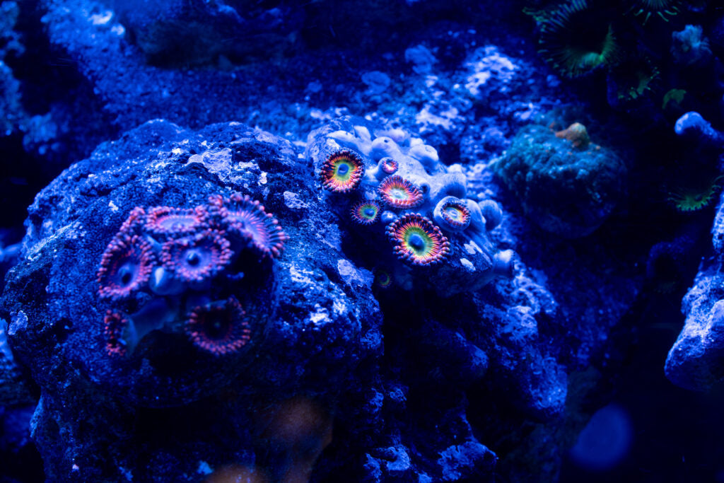 Image of hardened coral under ultraviolet light.