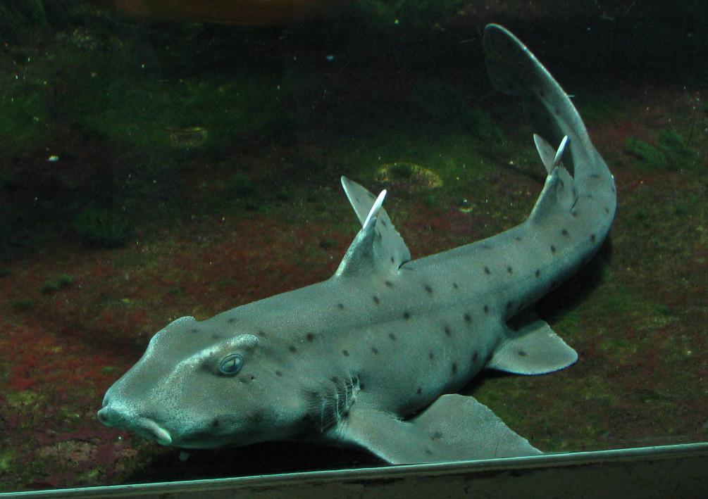 The Fascinating World of Horn Sharks