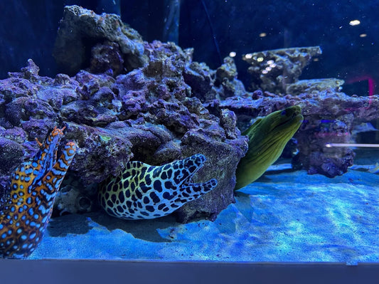 Slithering Shadows: The Secret Lives of Moray Eels