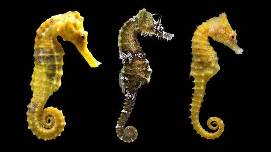 The Seahorses of South Florida