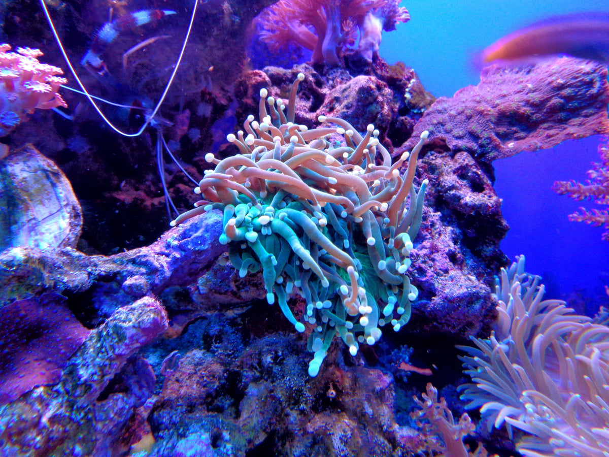 Deep Sea Secrets: Weird Ocean Facts That Sound Almost Unreal
