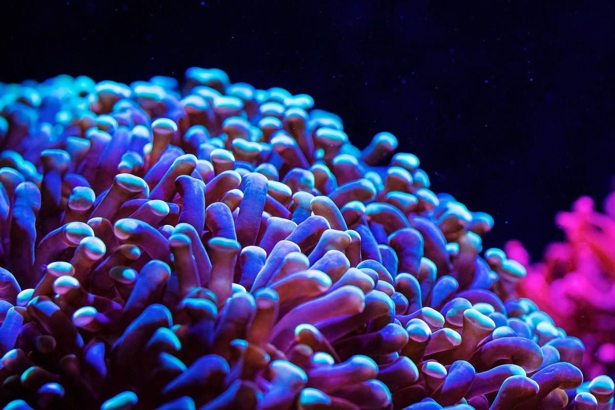 Saltwater Fish Found in America’s Oceans