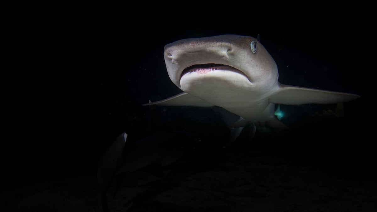 Shark Eggs: Nature’s Underwater Nurseries