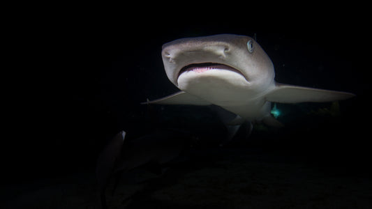 Shark Eggs: Nature’s Underwater Nurseries
