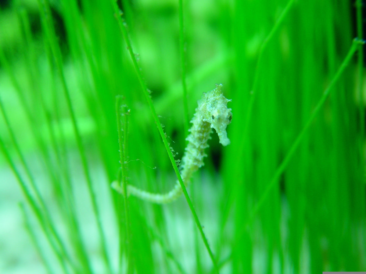 Seahorse 101: Fun Facts & Viewing Spots