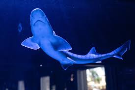 Leopard Sharks: The Ocean’s Spotted Superstars