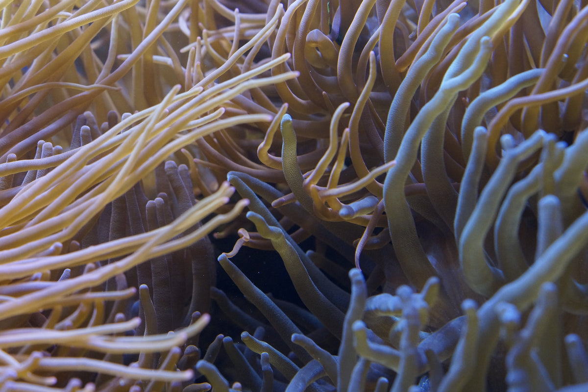 Still but Fascinating: The Ocean’s Slow-Moving Sea Creatures