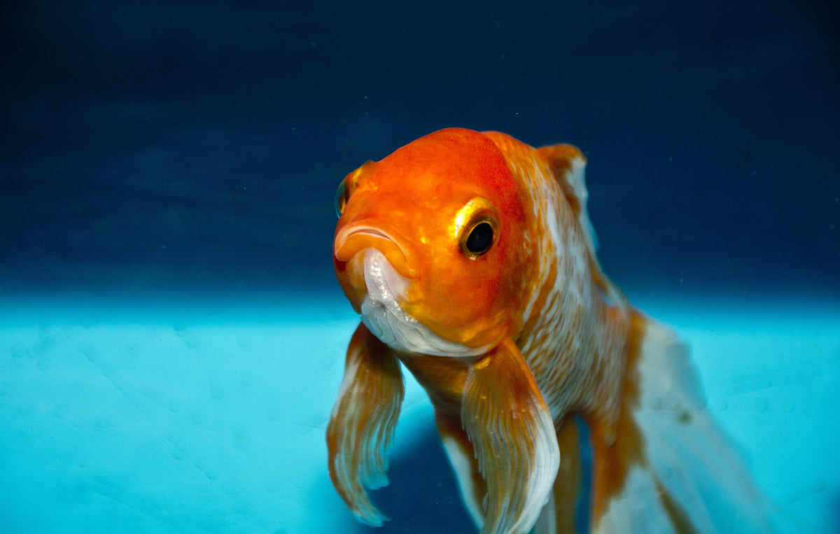 Quiz: What type of fish are you?