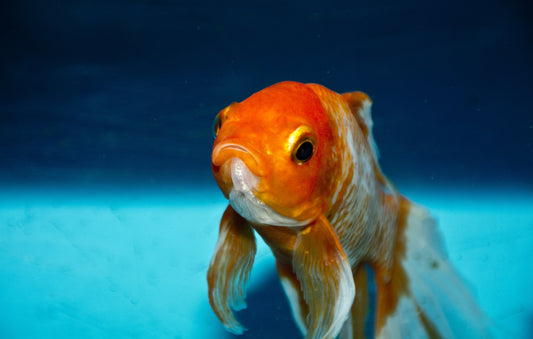 Quiz: What type of fish are you?