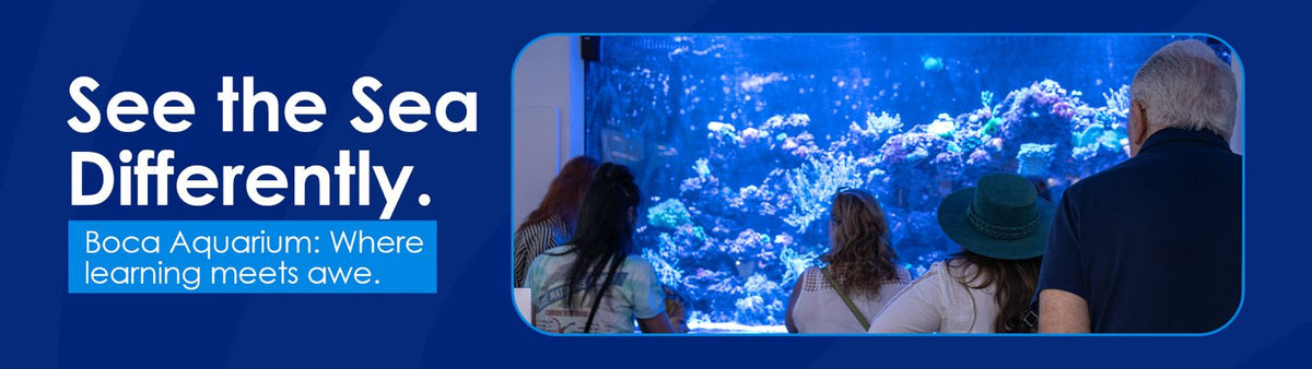 Best Hidden Spot in East Boca: The Boca Aquarium