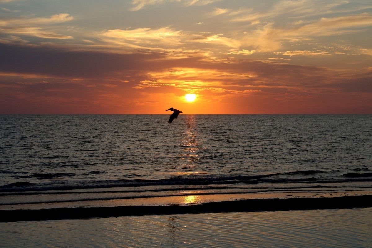 What Ocean Animals Are Most Active During Florida Summers?