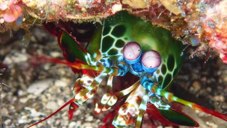 The Peacock Mantis Shrimp: Nature’s Tiny Super-Predator