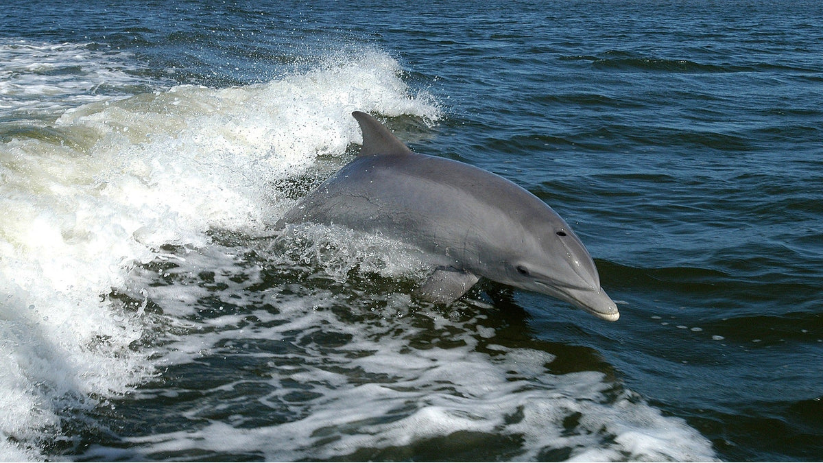 Dolphins: Nature’s Master Communicators