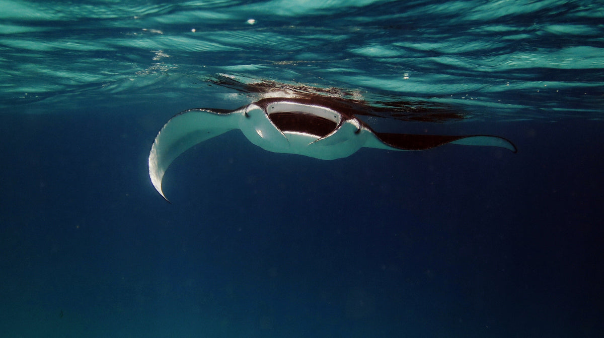 Wings of the Ocean: Discovering Stingrays and Manta Rays