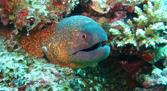 No Boat, No Problem: Marine Life Up Close