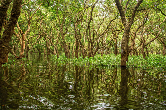 Why Mangroves Are Important for Marine Life