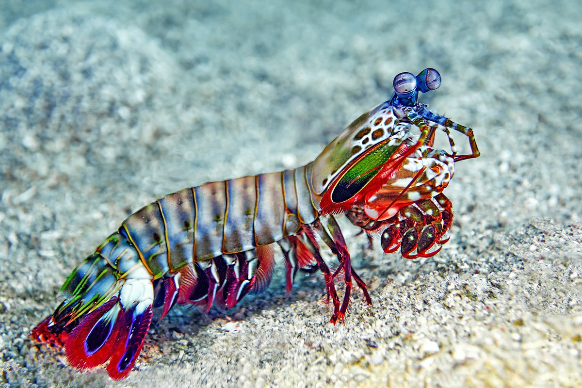 Mantis Shrimp and Their Secret Superpower