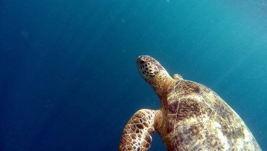 Sea Turtles: Ancient Ocean Travelers Worth Protecting