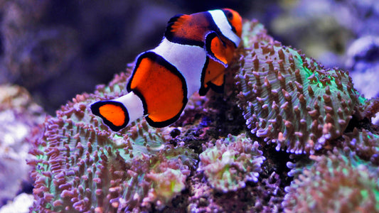 Symbiotic Versus Mutualistic Relationships