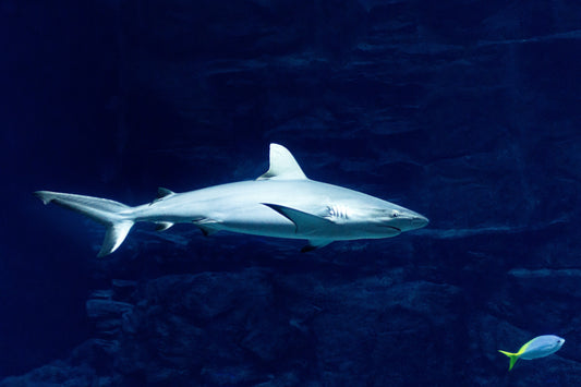 Shark Safari: Discover the Ocean’s Most Extraordinary Species