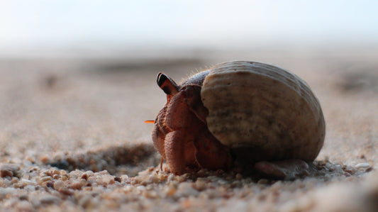 Giant Hermit Crabs: The Ocean’s Shell-Carrying Giants