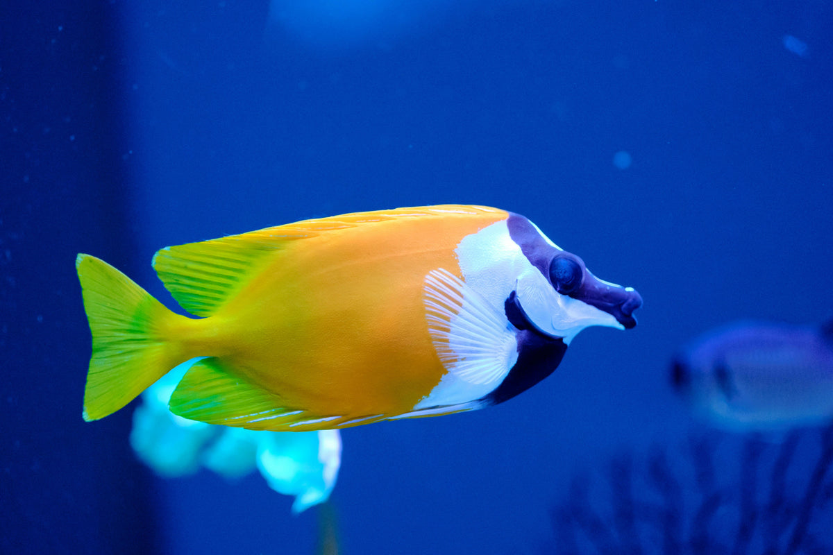 The Foxface Rabbitfish: A Striking and Venomous Reef Dweller