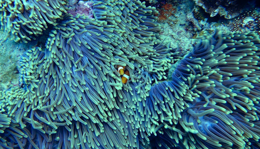 The Urgent Need for Ocean Conservation in Florida