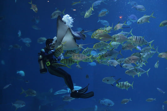 Education Through Aquariums: Learning Beneath the Surface