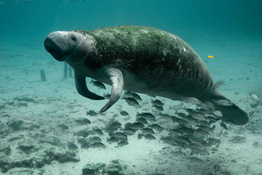 Gentle Giants of the Sea: Discovering the Amazing World of Manatees