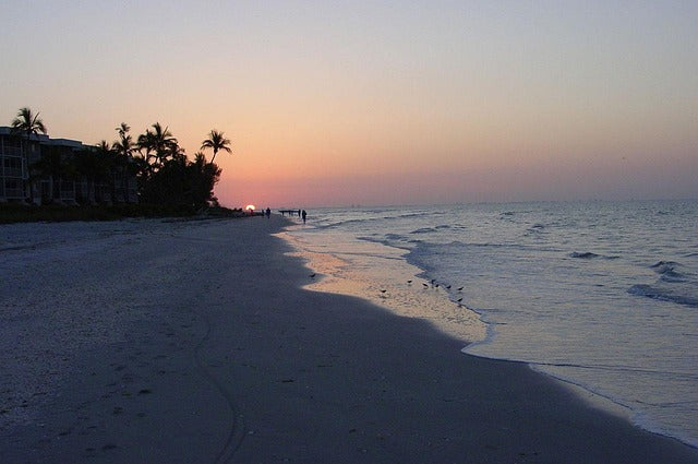 Sea Life Sunshine: Florida’s Amazing Ocean Creatures