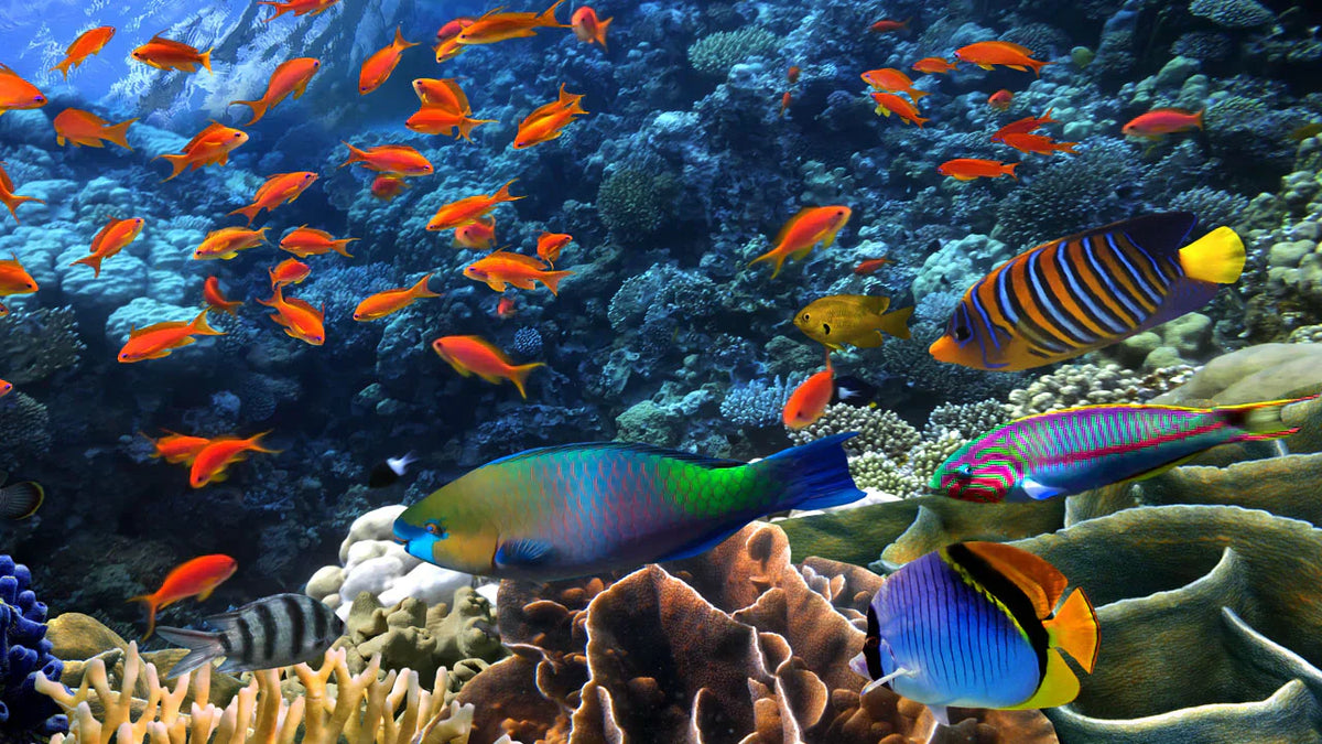 Coral Reefs: The Rainforests of the Ocean