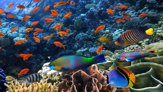 Coral Reefs: The Rainforests of the Ocean