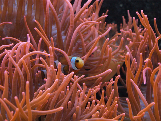 Partners of the Sea: Exploring Symbiotic Relationships in the Ocean
