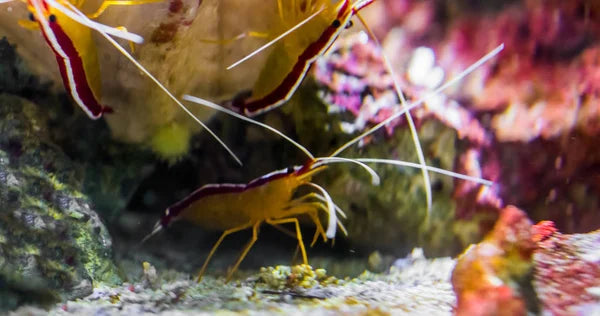 Cleaner Shrimp: The Tiny Reef Cleaners Making a Big Difference