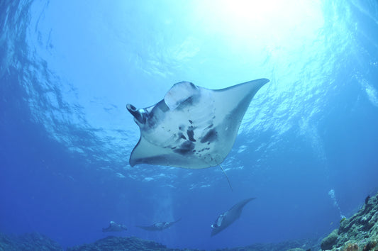 Florida’s Wildlife Calendar: The Best Time of Year to Spot Ocean Animals