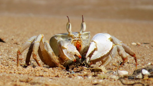 Claws, Camouflage, and Curious Behaviors: Fascinating Species of Crabs