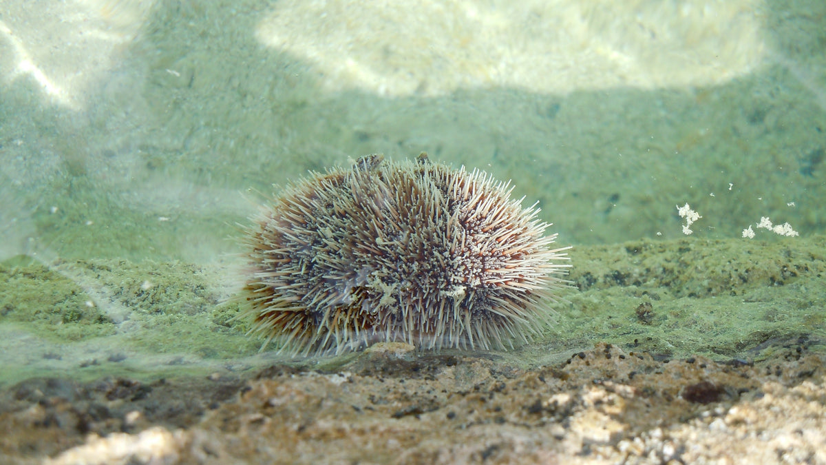 Sea Urchins: Nature’s Spiky Reef Gardeners